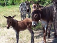 Zonkey & Zorse