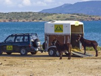 Κινητή Γαϊδουροχώρα